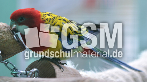 Prachtrosella (2).jpg